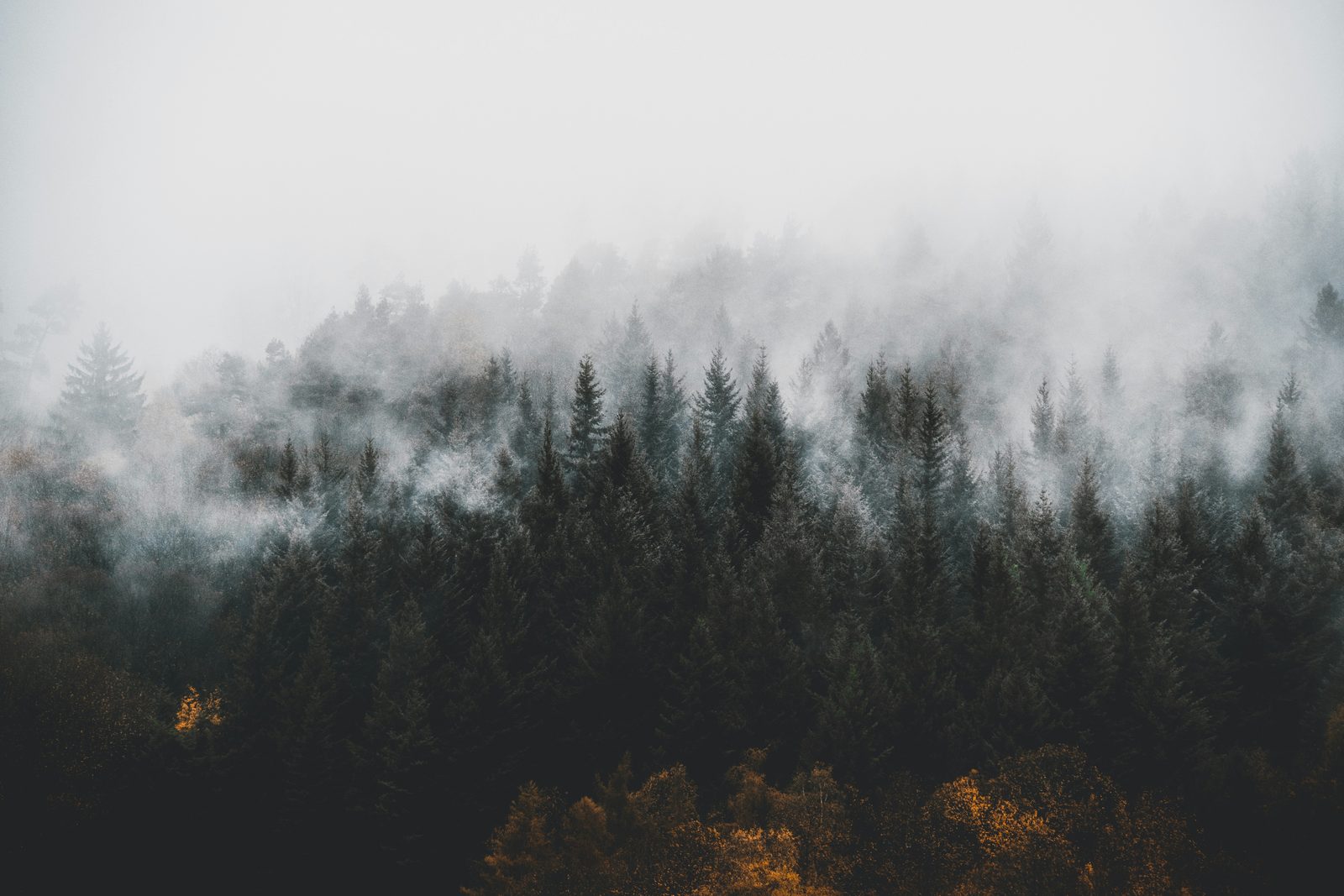 Uitzichtpunt in het Zwarte Woud met mist tussen de bomen